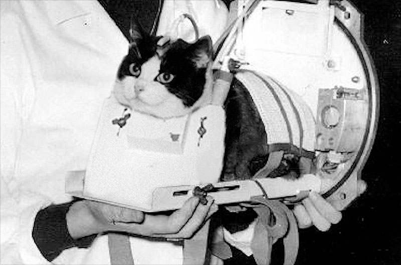 航天图片资料 · Félicette, the first cat to fly into space in October 1963, is seen her carrier pre-flight. A crowdfunded campaign will erect a memorial to honor the Félicette in her hometown of Paris, France.