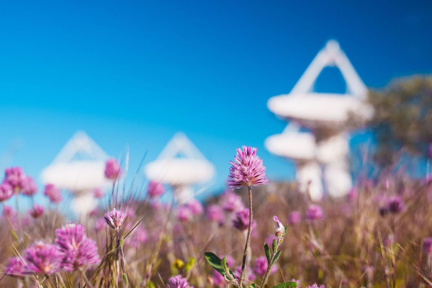 航天图片资料 · A field of pink wildflowers occupies the foreground. Four white dish antennas, part of a radio astronomy observatory, are out of focus in the background.