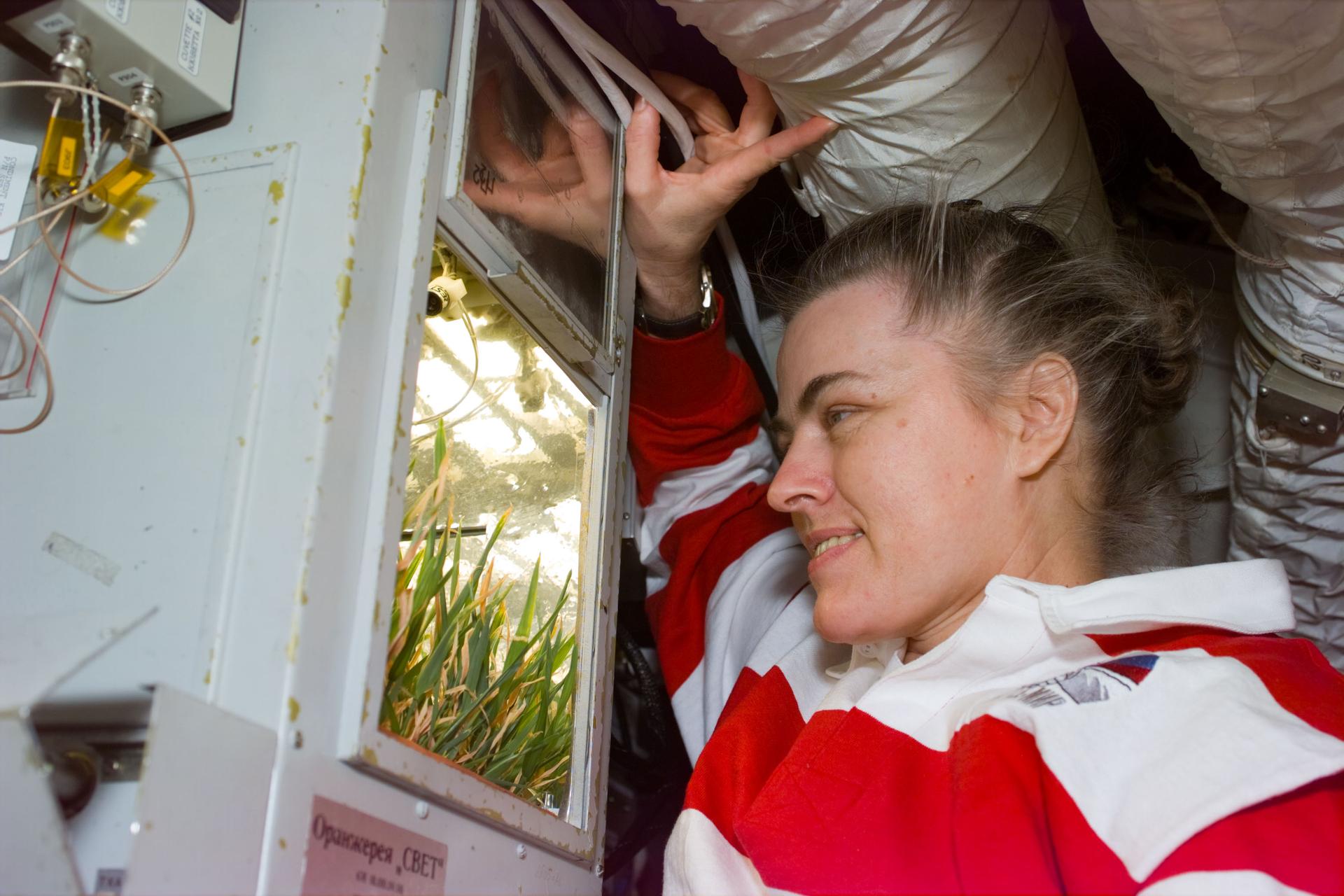 航天图片资料 · Shannon Lucid on Mir looking at wheat growing in a small greenhouse